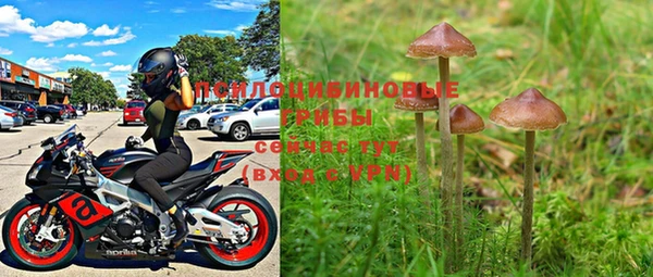 PSILOCYBIN Горно-Алтайск