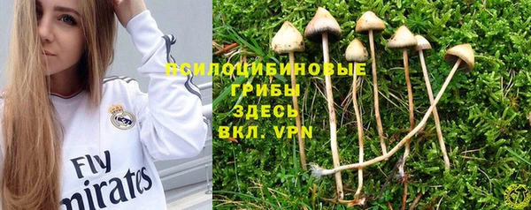 PSILOCYBIN Горно-Алтайск